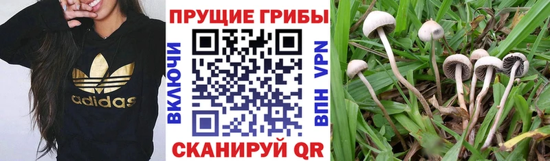 Галлюциногенные грибы GOLDEN TEACHER  купить   Новоалександровск 
